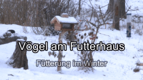 Animiertes Vorschaubild für Vögel am Futterhaus