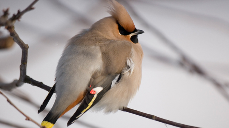 Vorschaubild für Vögel am Futterhaus