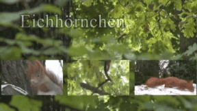 Animiertes Vorschaubild für Eichhörnchen