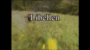 Animiertes Vorschaubild für Libellen
