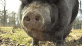 Animiertes Vorschaubild für Das Schwein