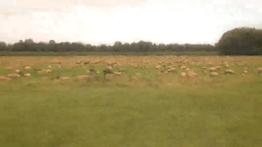Animiertes Vorschaubild für Sheep