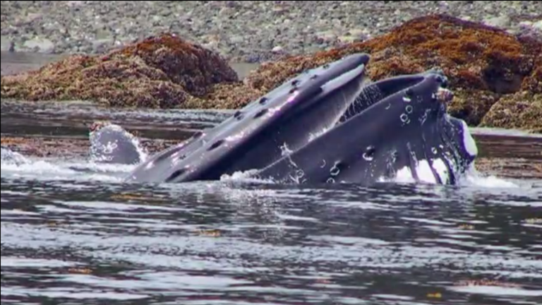 Vorschaubild für Marine Mammals