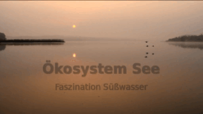 Animiertes Vorschaubild für Ökosystem See