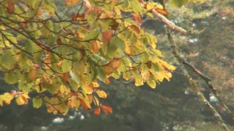 Vorschaubild für Herbst