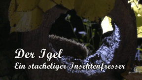 Animiertes Vorschaubild für The Hedgehog