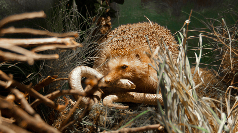 Vorschaubild für Der Igel