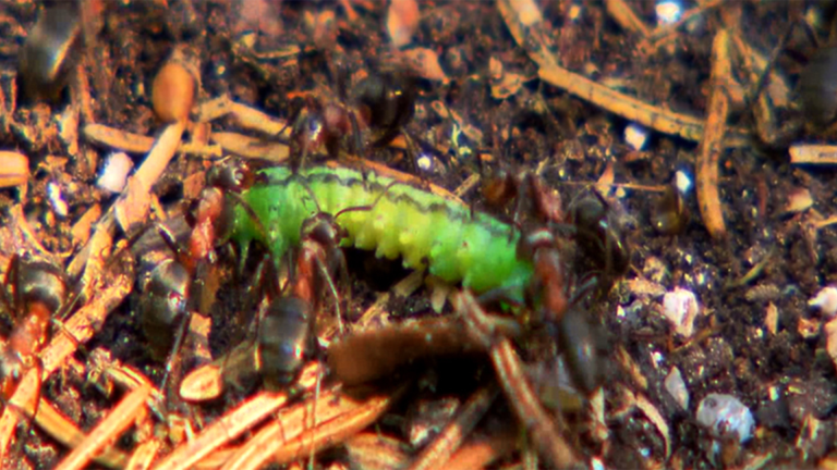 Vorschaubild für Insekten