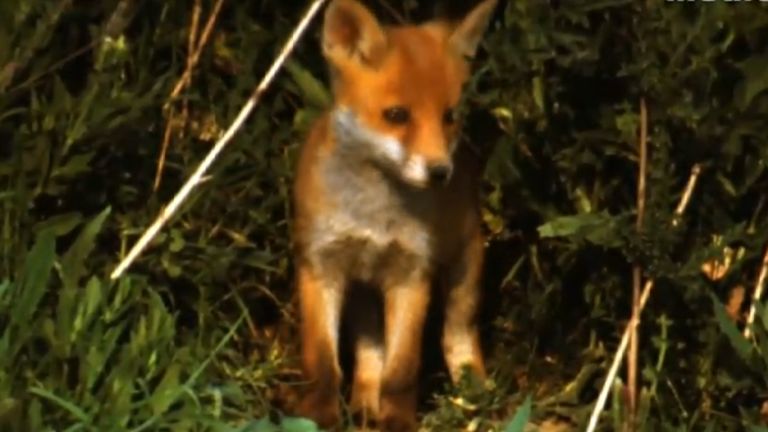 Vorschaubild für Bergtiere