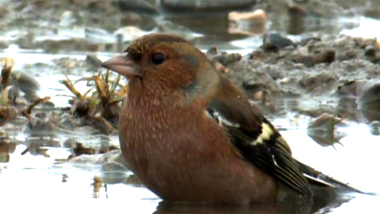 Vorschaubild für Faszinierende Vogelwelt