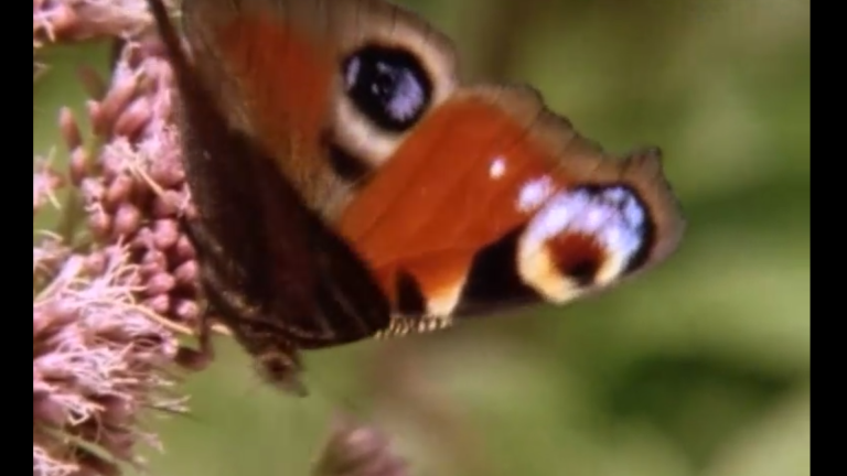 Vorschaubild für Schmetterlinge