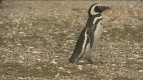 Animiertes Vorschaubild für Penguins