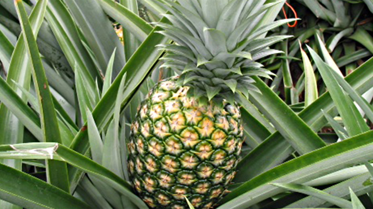 Vorschaubild für Ananas