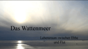 Animiertes Vorschaubild für Das Wattenmeer43