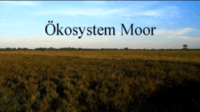 Animiertes Vorschaubild für Ecosystem Bog