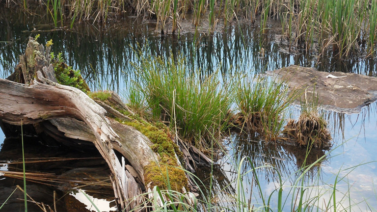 Vorschaubild für Ecosystem Bog