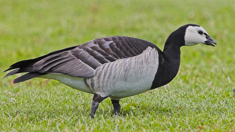 Vorschaubild für Zugvögel