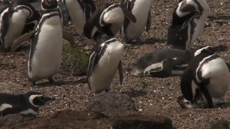 Vorschaubild für Pinguine