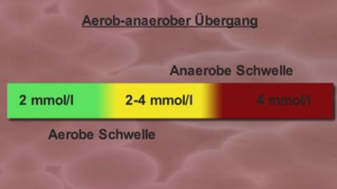 Vorschaubild für Basiswissen BIO I