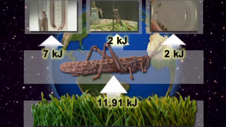 Vorschaubild für Basiswissen BIO II