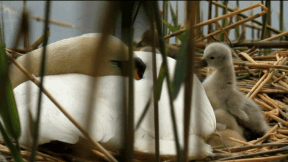 Animiertes Vorschaubild für Mute Swan