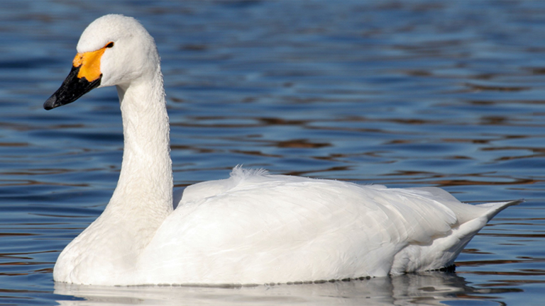 Vorschaubild für Mute Swan