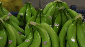 Animiertes Vorschaubild für Bananen