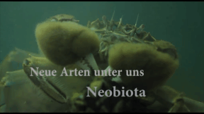 Animiertes Vorschaubild für New Species in our Environment