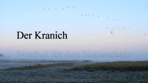 Animiertes Vorschaubild für Kraniche