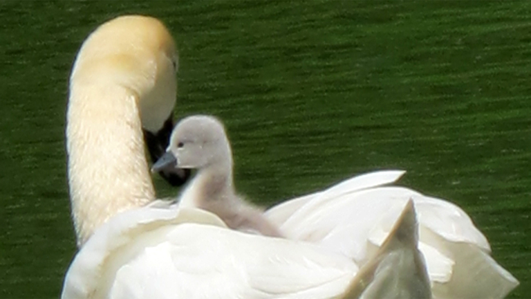 Vorschaubild für From Hatchling to Swan