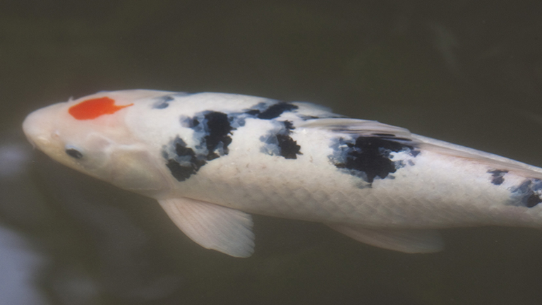 Vorschaubild für Fish Farming