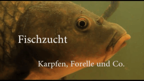 Animiertes Vorschaubild für Fish Farming