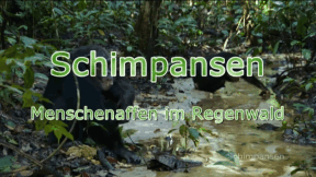 Animiertes Vorschaubild für Chimpanzees