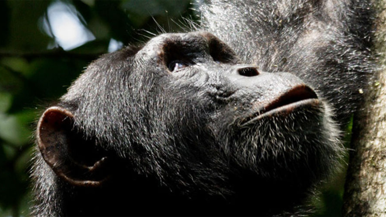 Vorschaubild für Chimpanzees