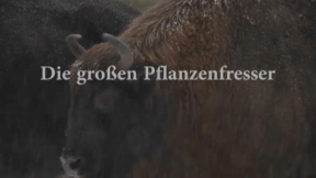 Animiertes Vorschaubild für Large Herbivores