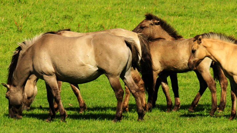 Vorschaubild für Large Herbivores