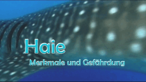 Animiertes Vorschaubild für Sharks