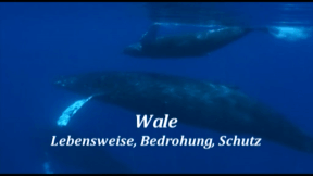 Animiertes Vorschaubild für Whales