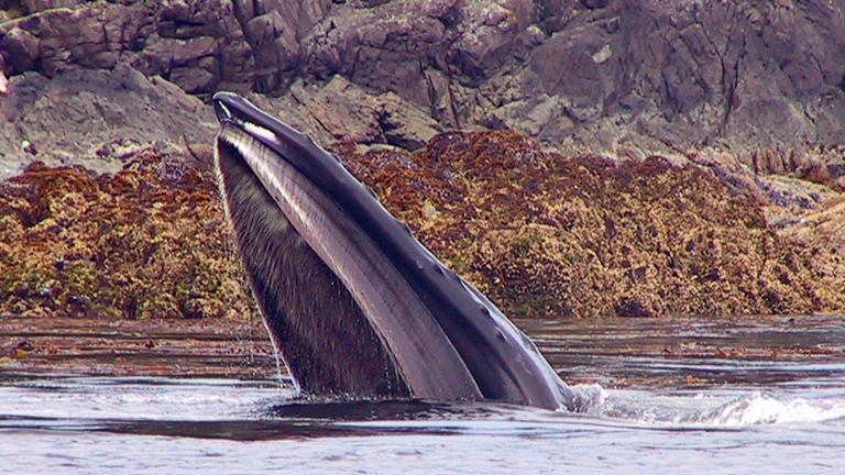 Vorschaubild für Whales