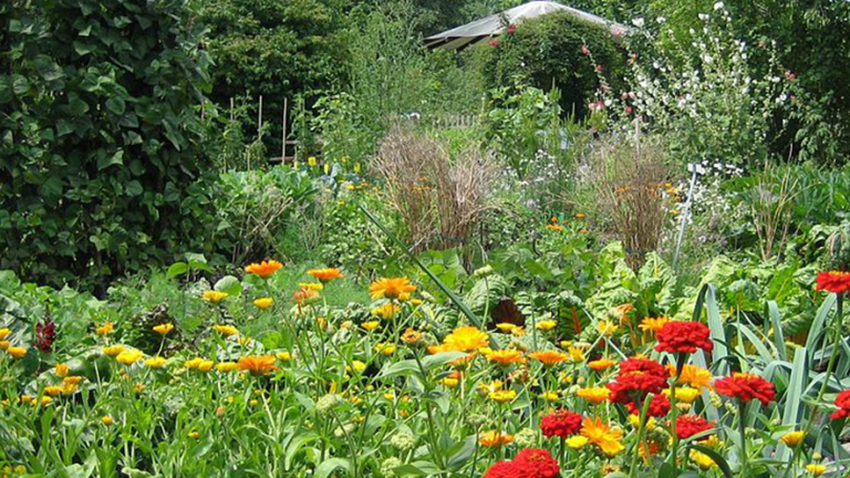 Vorschaubild für Der Garten im Jahreslauf