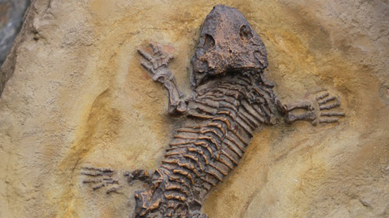 Vorschaubild für Fossils