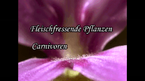 Animiertes Vorschaubild für Fleischfressende Pflanzen