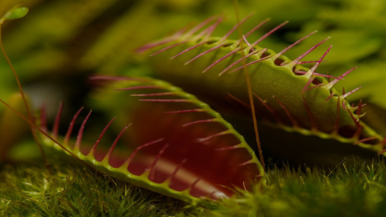 Vorschaubild für Carnivorous Plants