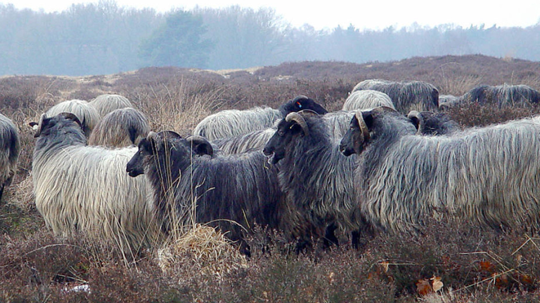 Vorschaubild für Heath