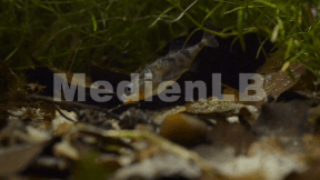 Animiertes Vorschaubild für Sticklebacks