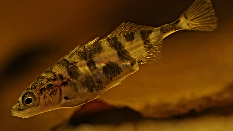 Vorschaubild für Sticklebacks