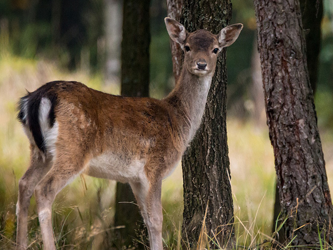 Vorschaubild für Tiere im Wald31