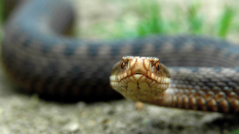 Vorschaubild für Common European Adder