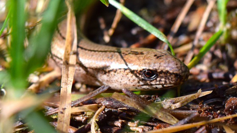 Vorschaubild für Slow Worm