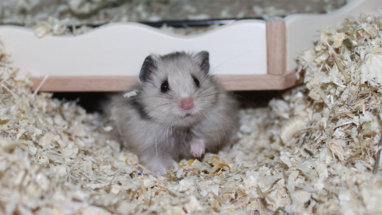 Vorschaubild für Hamsters